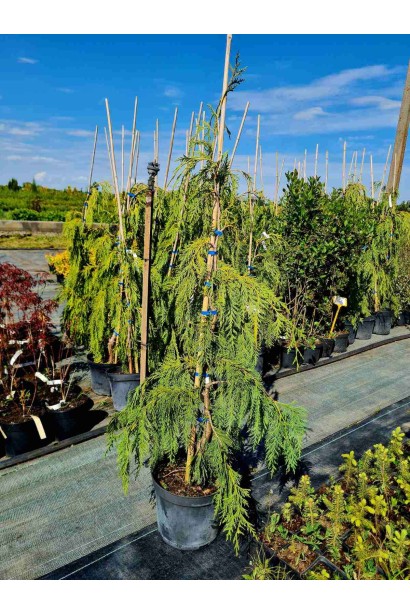 Кипарисовик нутканский Джубили  - 12л/вис.140-150см/Ø30-40см